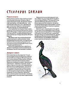 Birds of Kamchatka and the Commander Islands. Where to find and how to recognize